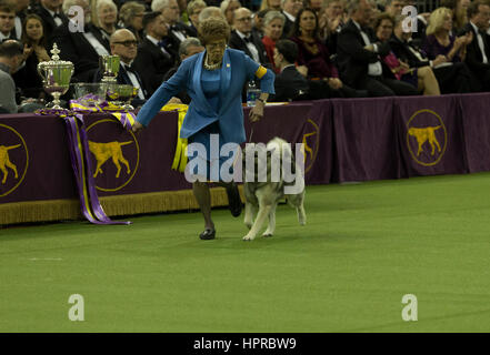 Duffy Elkhound norvegese e gestore di anziani correre intorno alla corona a 141Westminster Kennel Club Show al Madison Square Garden Foto Stock