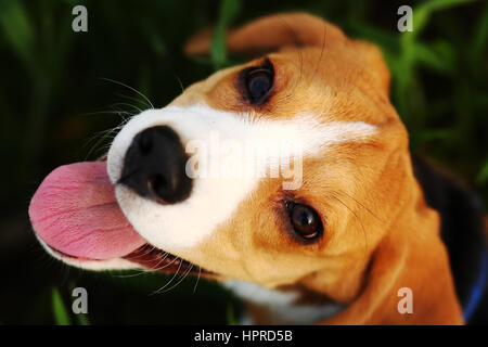 Cucciolo di cane beagle ritratto su erba verde sullo sfondo Foto Stock
