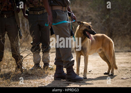 Malinois belga i cani vengono utilizzati da anti-caccia di frodo di pattuglie nel Parco Nazionale Kruger Sud Africa. Essi sono stati utilizzati per la lotta contro i cacciatori di frodo di Rhino. Foto Stock