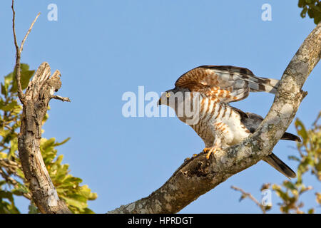 African cuckoo-hawk, Aviceda cuculoides, è un raro ed emozionante avvistamento per birders nel Parco Nazionale di Kruger, Sud Africa. Foto Stock
