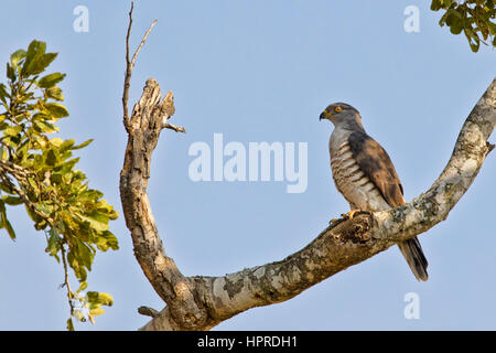 African cuckoo-hawk, Aviceda cuculoides, è un raro ed emozionante avvistamento per birders nel Parco Nazionale di Kruger, Sud Africa. Foto Stock