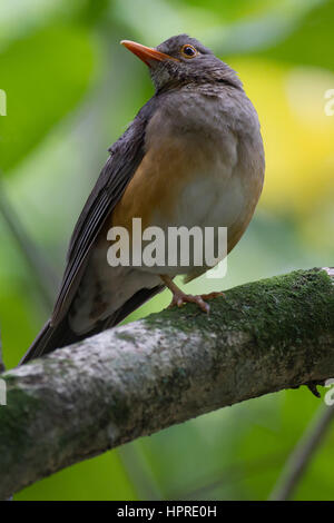 Ricca avifauna nella foresta costiera di Umlalazi, KwaZulu-Natal, Sud Africa Foto Stock