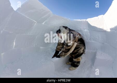 Costruzione di un igloo sul northpole Foto Stock