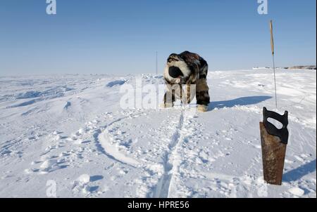 Costruzione di un igloo sul northpole Foto Stock