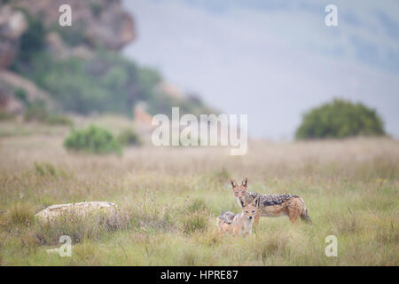 Nero-backed jackal, Canis mesomelas, cerca di cibo in Golden Gate Highlands National Park, Sud Africa. Foto Stock