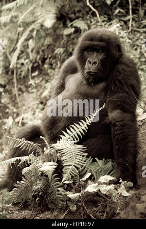 Il Parco nazionale di Virunga, Parq National des Virunga, nella Repubblica democratica del Congo è uno dei pochi luoghi abitati da specie gravemente minacciate di gorilla di montagna, Gorilla beringei. Foto Stock
