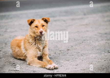 Rosso di medie dimensioni di razza mista cane senzatetto sedersi all'aperto sulla strada e guardando nella telecamera Foto Stock