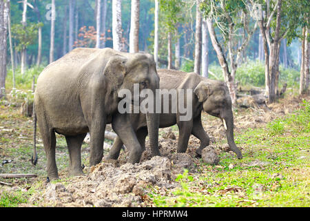 Elephant sulle strade Foto Stock