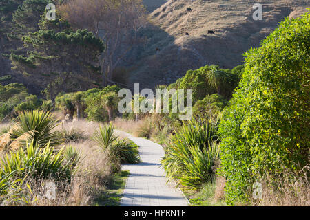 Kaikoura, Canterbury, Nuova Zelanda. Una sezione di verdeggiante di Kaikoura Peninsula passerella vicino a South Bay. Foto Stock