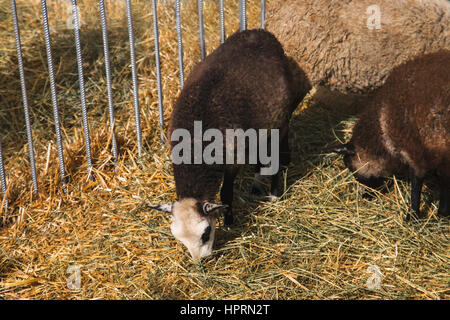 Poco pecora nera in una stalla a mangiare il fieno. Foto Stock