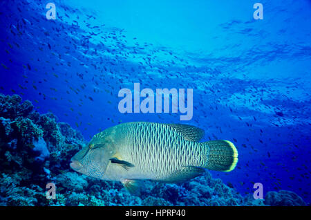 Un bambino humphead wrasse (Cheilinus undulatus). Ritiene di essere stato elevato a mangiare e le labbra afrodisiaco. In via di estinzione sulla Lista Rossa IUCN. Mar Rosso. Foto Stock