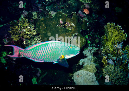 Un pesci pappagallo (Cetoscarus bicolor). Fotografato in acque Balinese, Indonesia. Foto Stock