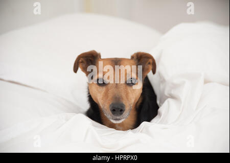 Nero e Marrone Jack Russell Terrier rannicchiò fino sul letto con piumone bianco, tutto bianco sfondo semplice, solo la faccia che mostra Foto Stock