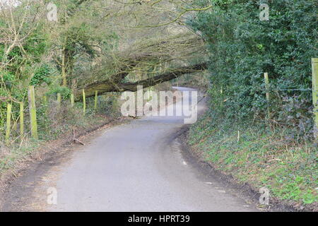 Un albero caduto su un vicolo del paese a Coulsdon, Surrey causati dalla tempesta Doris nel febbraio 2017. Foto Stock