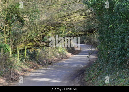 Un albero caduto su un vicolo del paese a Coulsdon, Surrey causati dalla tempesta Doris nel febbraio 2017. Foto Stock