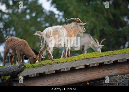 Feral capre pascolano regolarmente sul tetto turfed di Coombs old country market store accanto all'autostrada Alberni sull'Isola di Vancouver, BC. In Canada. Foto Stock