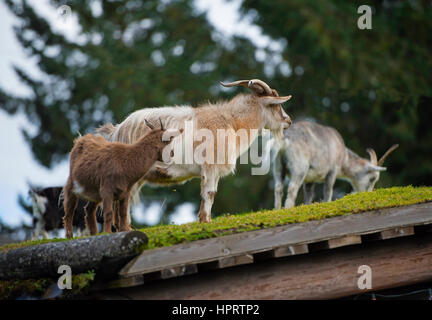 Feral capre pascolano regolarmente sul tetto turfed di Coombs old country market store accanto all'autostrada Alberni sull'Isola di Vancouver, BC. In Canada. Foto Stock