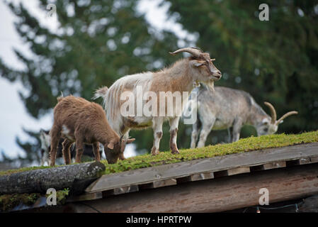 Feral capre pascolano regolarmente sul tetto turfed di Coombs old country market store accanto all'autostrada Alberni sull'Isola di Vancouver, BC. In Canada. Foto Stock