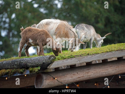 Feral capre pascolano regolarmente sul tetto turfed di Coombs old country market store accanto all'autostrada Alberni sull'Isola di Vancouver, BC. In Canada. Foto Stock