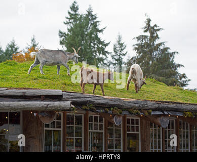 Feral capre pascolano regolarmente sul tetto turfed di Coombs old country market store accanto all'autostrada Alberni sull'Isola di Vancouver, BC. In Canada. Foto Stock