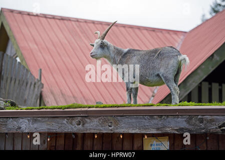 Feral capre pascolano regolarmente sul tetto turfed di Coombs old country market store accanto all'autostrada Alberni sull'Isola di Vancouver, BC. In Canada. Foto Stock