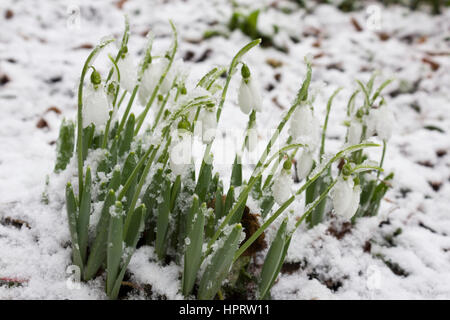 La molla snowdrop fiori con neve nella foresta dopo gelate Foto Stock