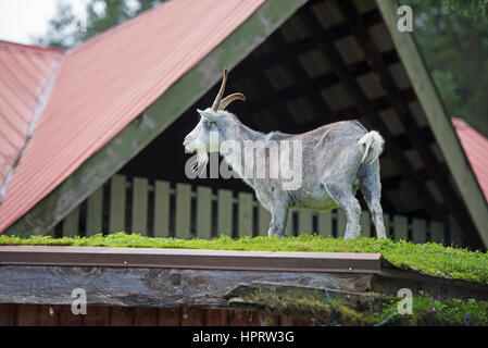 Feral capre pascolano regolarmente sul tetto turfed di Coombs old country market store accanto all'autostrada Alberni sull'Isola di Vancouver, BC. In Canada. Foto Stock