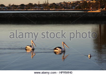 Un pellicano famiglia andare per una nuotata mattutina su acque calme in Wynham, Brisbane, Australia Foto Stock