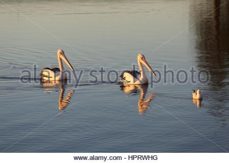 Un pellicano famiglia andare per una nuotata mattutina su acque calme in Wynham, Brisbane, Australia Foto Stock