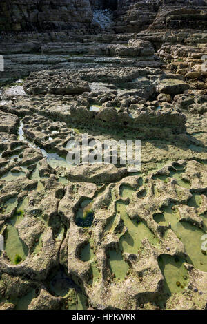 Geologia alla Thornwick nab, Thornwick bay, Flamborough, North Yorkshire. Una zona di drammatiche scogliere rocciose. Foto Stock