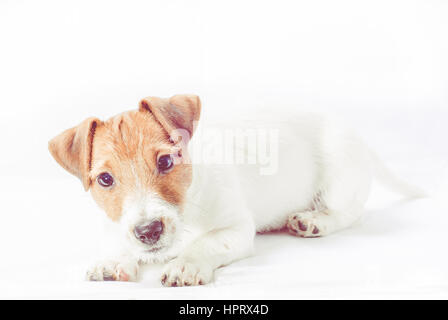 Cucciolo di Jack Russell Terrier cane sdraiato (isolato su bianco) Foto Stock