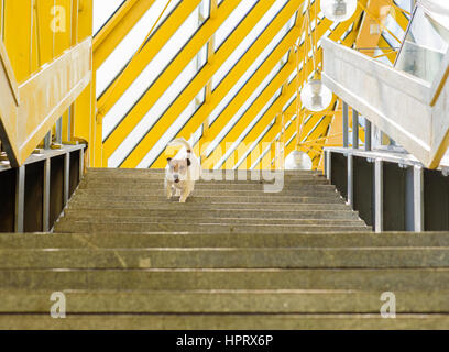 Cane a camminare da solo sulla scala del ponte con tetto a strisce Foto Stock