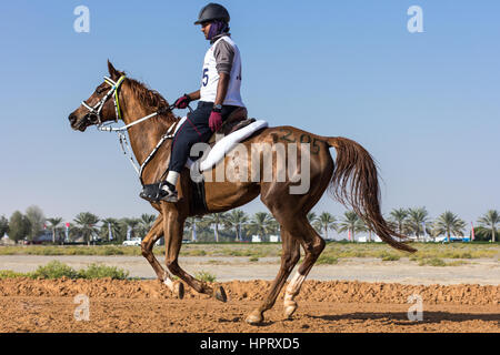 Dubai, Emirati Arabi Uniti - 19 DIC 2014: pilota e il suo cavallo che partecipano in un deserto gara endurance. Foto Stock