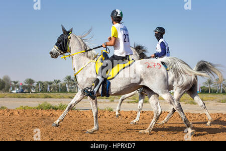 Dubai, Emirati Arabi Uniti - 19 DIC 2014: pilota e il suo cavallo che partecipano in un deserto gara endurance. Foto Stock