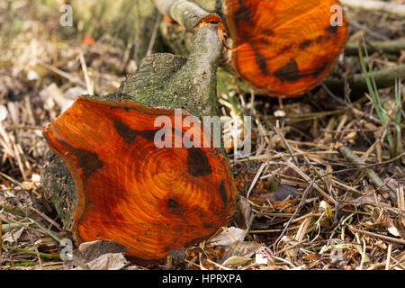 Schwarz-Erle, Schnittstelle, Sägeschnitt, Holz ist rötlich gefärbt, daher auch der Name Roterle, Jahresringe, Schwarzerle, Erle, Alnus glutinosa, Comm Foto Stock