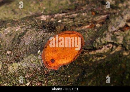 Schwarz-Erle, Schnittstelle, Sägeschnitt, Holz ist rötlich gefärbt, daher auch der Name Roterle, Jahresringe, Schwarzerle, Erle, Alnus glutinosa, Comm Foto Stock