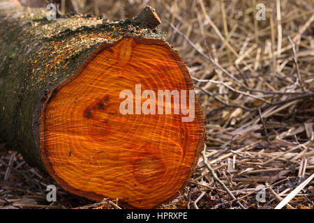 Schwarz-Erle, Schnittstelle, Sägeschnitt, Holz ist rötlich gefärbt, daher auch der Name Roterle, Jahresringe, Schwarzerle, Erle, Alnus glutinosa, Comm Foto Stock