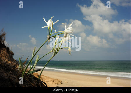 Grande fiore bianco Pancratium maritimum sulle rive sabbiose del Mar Mediterraneo in Israele Foto Stock
