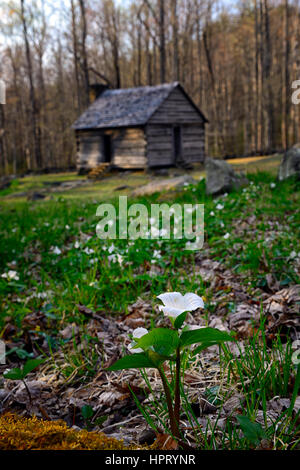 Trillium grandiflorum, bianco wake robin, fiori, fioritura, molla, Alex Cole farm, baite, cottage, Homestead, house, Roaring Fork Natura del motore Foto Stock