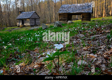 Trillium grandiflorum, bianco wake robin, fiori, fioritura, molla, Alex Cole farm, baite, cottage, Homestead, house, Roaring Fork Natura del motore Foto Stock