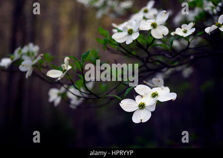 Cornus florida, fioritura Sanguinello,bianco, fiori, fiori, molla, fioritura, bloom, polo centrale del piccolo fiume, Tremont, Great Smoky Mountains Foto Stock