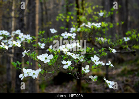 Cornus florida, fioritura Sanguinello,bianco, fiori, fiori, molla, fioritura, bloom, polo centrale del piccolo fiume, Tremont, Great Smoky Mountains Foto Stock