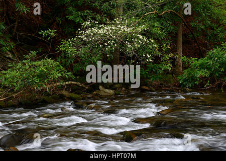 Cornus florida, fioritura Sanguinello,bianco, fiori, fiori, molla, fioritura, bloom, polo centrale del piccolo fiume, Tremont, Great Smoky Mountains N Foto Stock