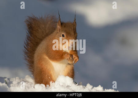 Red scoiattolo (Sciurus vulgaris) nella neve, Highlands scozzesi, REGNO UNITO Foto Stock