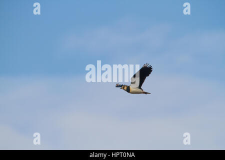 Pavoncella (vanellus vanellus), noto anche come peewit, pewit, tuit o tew-it (imitativo del suo grido) e verde ploverbright Foto Stock