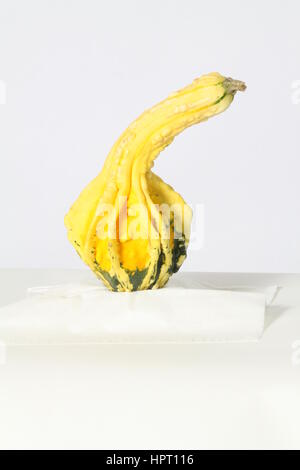 Zucca ornamentale, contro una luce colorata di massa posteriore. Isolato, giallo, un po' di verde sul fondo, Foto Stock