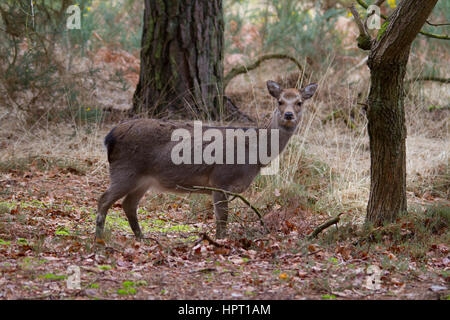 Sika cervo (Cervus nippon) noto anche come il cervo macchiato o il cervo giapponese Foto Stock