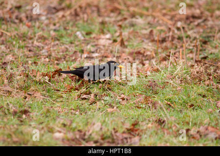 Merlo comune (turdus merula) è una specie di vero tordo. è anche chiamato eurasian blackbird Foto Stock