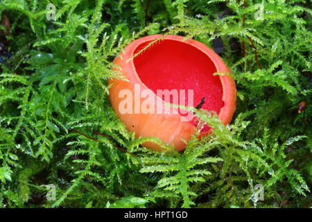 Scarlet Elf Cup funghi che crescono in MOSS Foto Stock