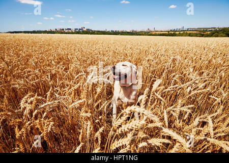 Giallo labrador retriever è in attesa in cornfield Foto Stock